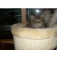 Perser mit Nase - Kater