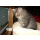 Perser mit Nase - Kater