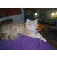 Perser mit Nase - Kater