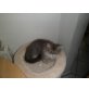 Perser mit Nase - Kater