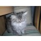 Perser mit Nase - Kater