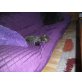 Perser mit Nase - Kater