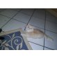 Perser mit Nase - Kater