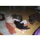 Perser mit Nase - Kater