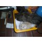 Perser mit Nase - Kater