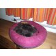 Perser mit Nase - Kater
