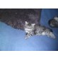 Perser mit Nase - Kater