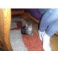 Perser mit Nase - Kater