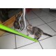 Perser mit Nase - Kater