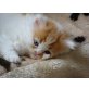 Perser mit Nase - Kater