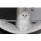 Perser mit Nase - Kater