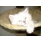 Perser mit Nase - Kater