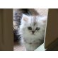 Perser mit Nase - Kater