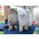 Perser mit Nase - Kater