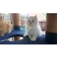 Perser mit Nase - Kater