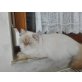 Perser mit Nase - Kater