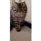 Perser mit Nase - Kater