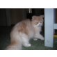 Perser mit Nase - Kater