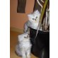 Perser mit Nase - Kater