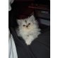 Perser mit Nase - Kater