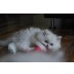 Perser mit Nase - Katze