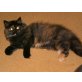 Perser mit Nase - Katze
