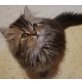 Perser mit Nase - Katze
