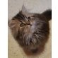 Perser mit Nase - Katze
