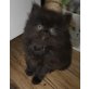 Perser mit Nase - Katze