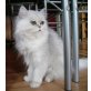 Perser mit Nase - Katze