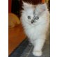 Perser mit Nase - Katze