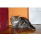 Perser mit Nase - Katze