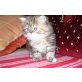 Perser mit Nase - Katze