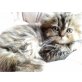 Perser mit Nase - Katze