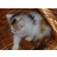 Perser mit Nase - Katze