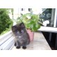 Perser mit Nase - Katze