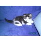 Perser mit Nase - Katze