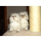 Perser mit Nase - Katze