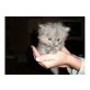 Perser mit Nase - Katze