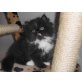 Perser mit Nase - Katze