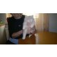 Perser mit Nase - Katze