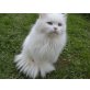 Perser mit Nase - Katze