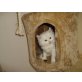 Perser mit Nase - Katze