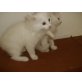 Perser mit Nase - Katze
