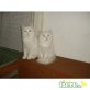 Perser mit Nase - Katze