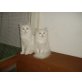 Perser mit Nase - Katze