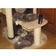Perser mit Nase - Katze