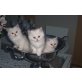 Perser mit Nase - Katze