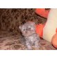 Perser mit Nase - Katze