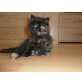 Perser mit Nase - Katze